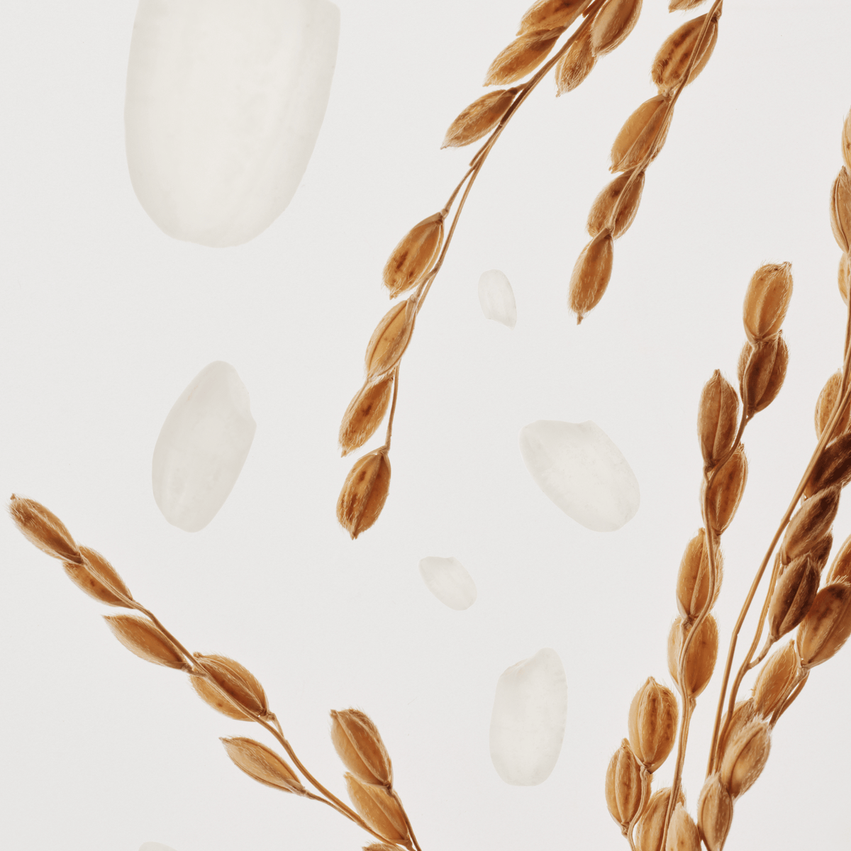 a brown plant with white background