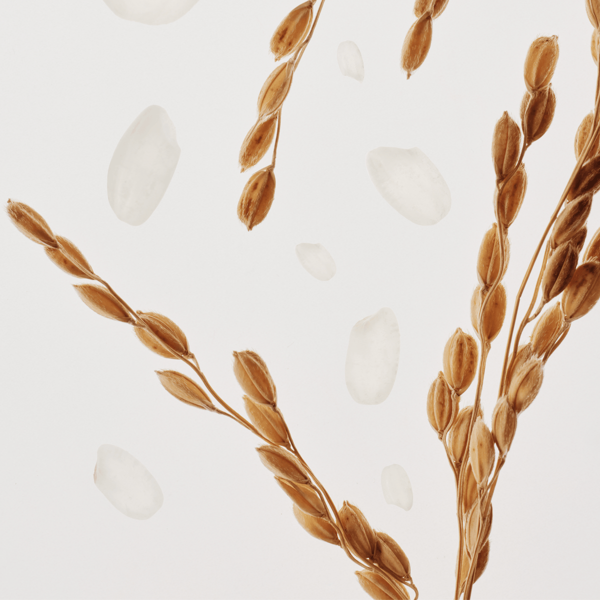 Illustration of wheat stalks and grains on a light background