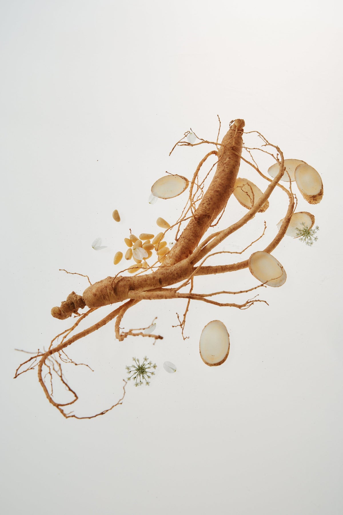 a root with seeds and seeds falling