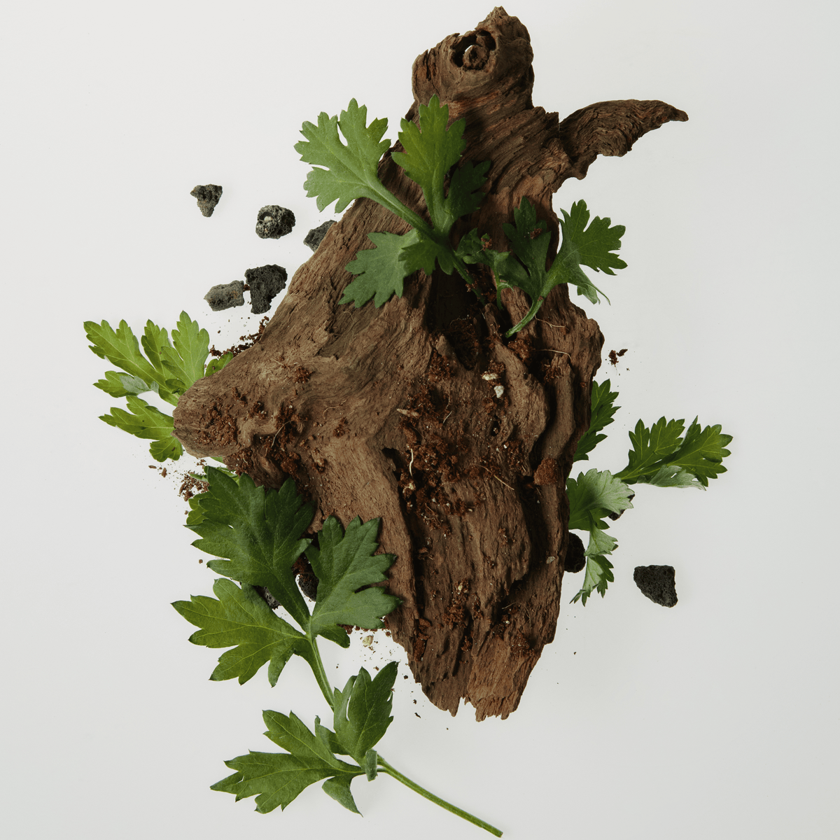 Mugwort Line leaves