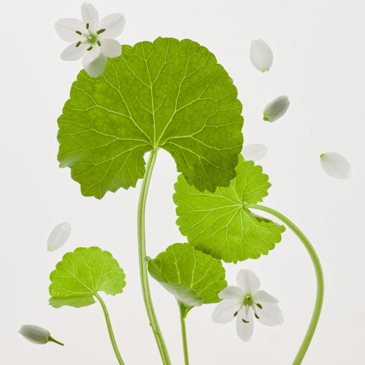 Green leaves and white flowers on a light gray background