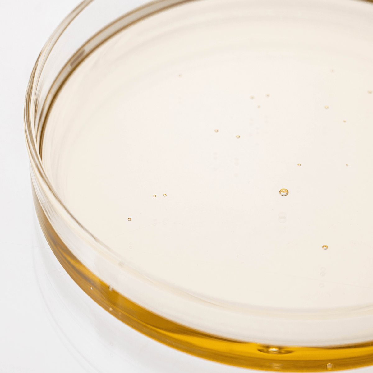 a petri dish with liquid in it