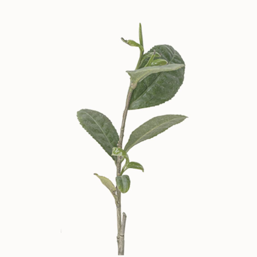 a close up of a plant