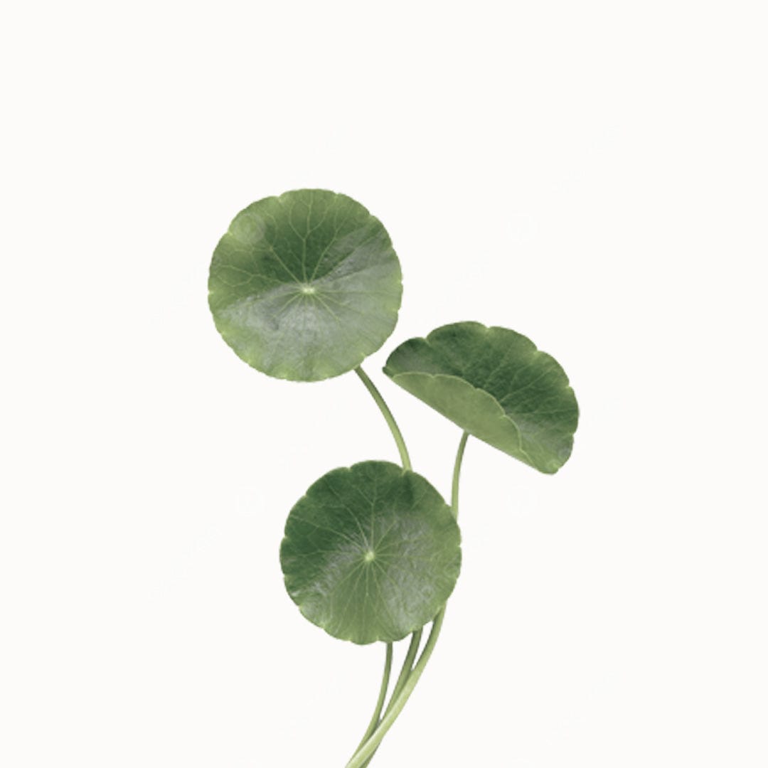 a close up of a plant