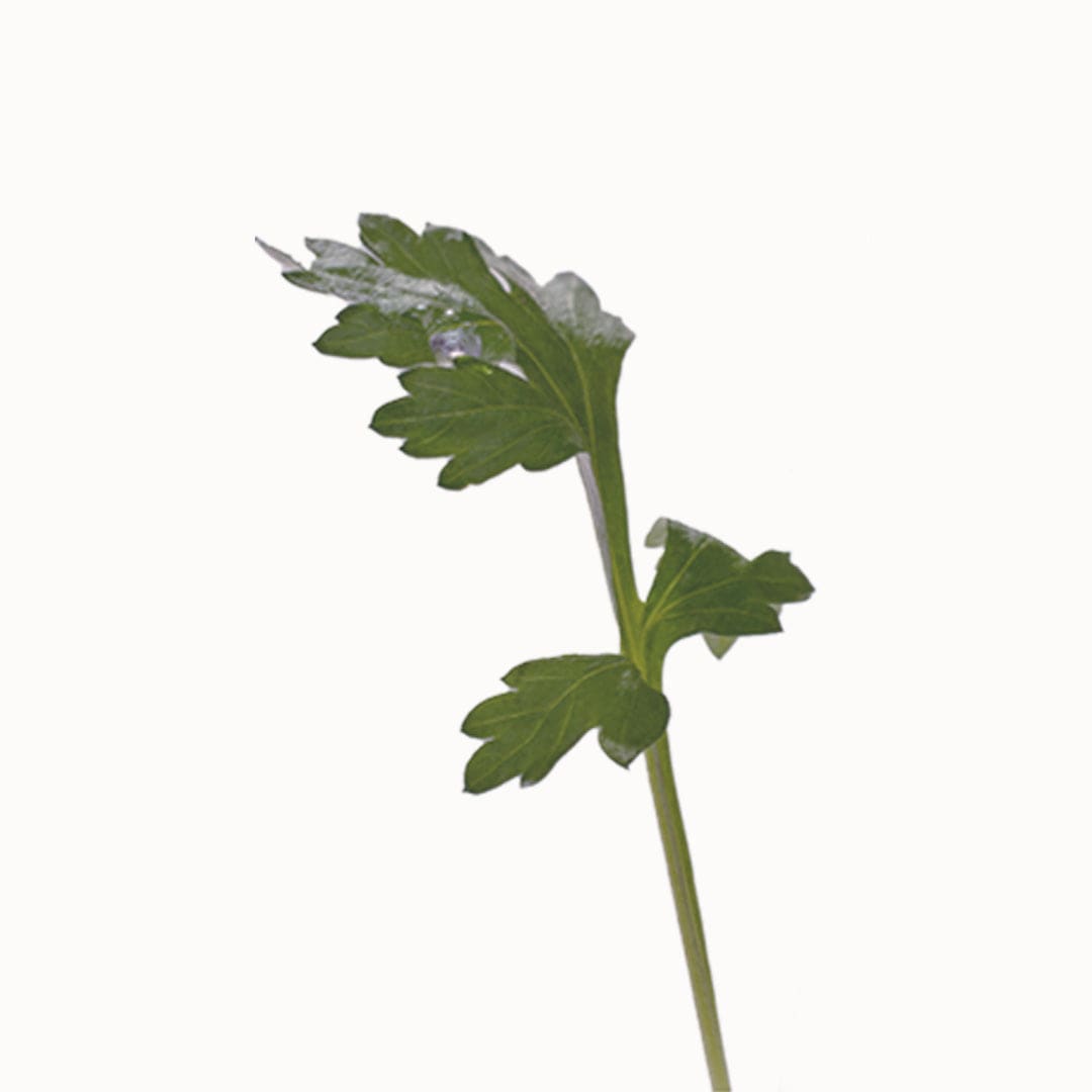 a green leaf on a stem