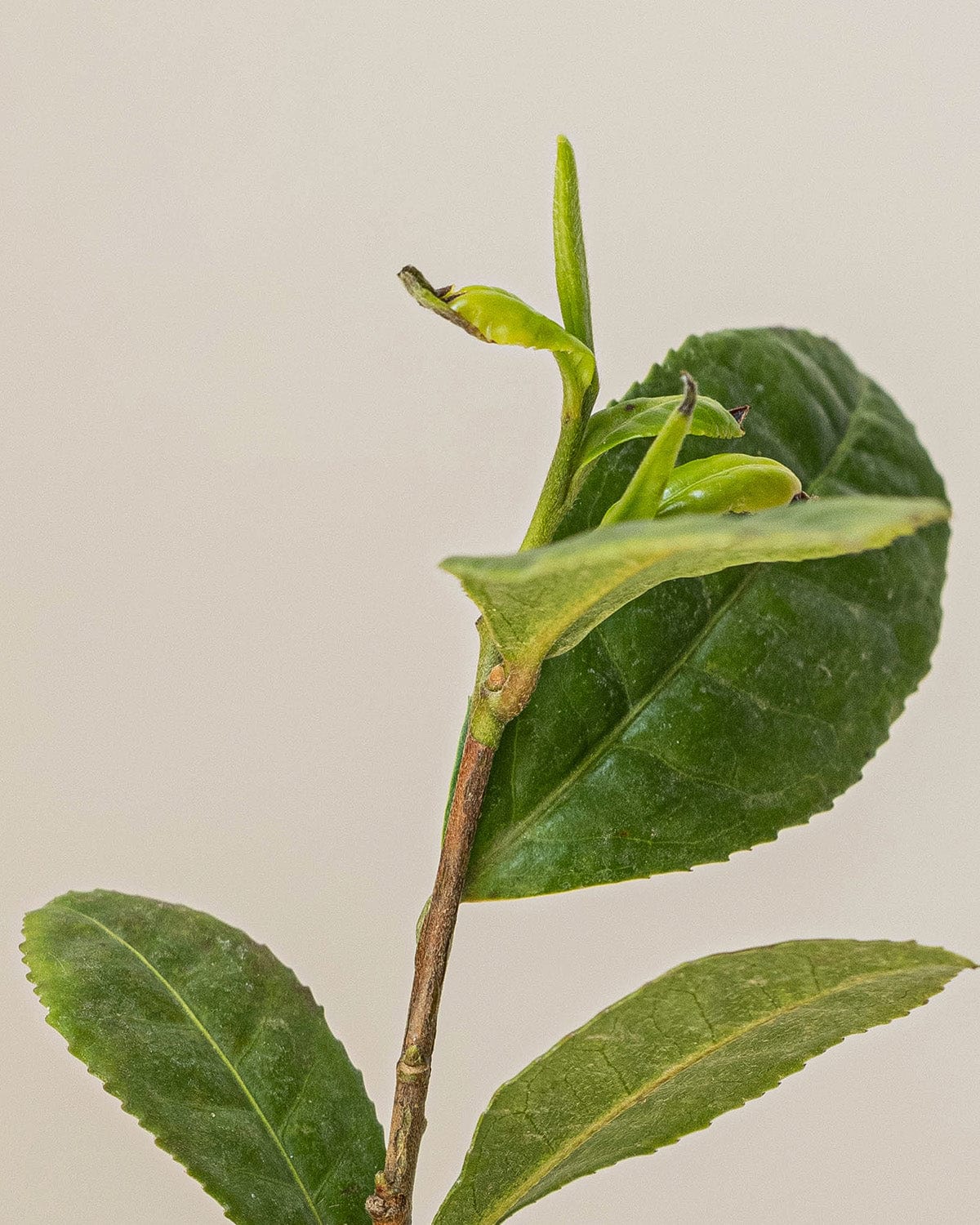 Green Tea Line with leaf 