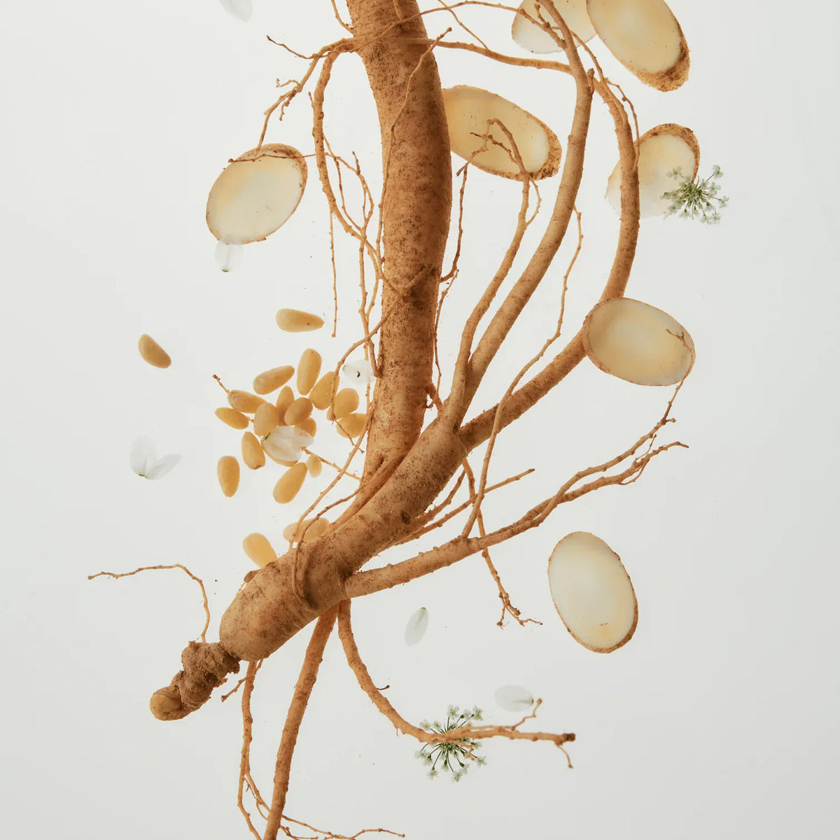 a root with seeds floating in water