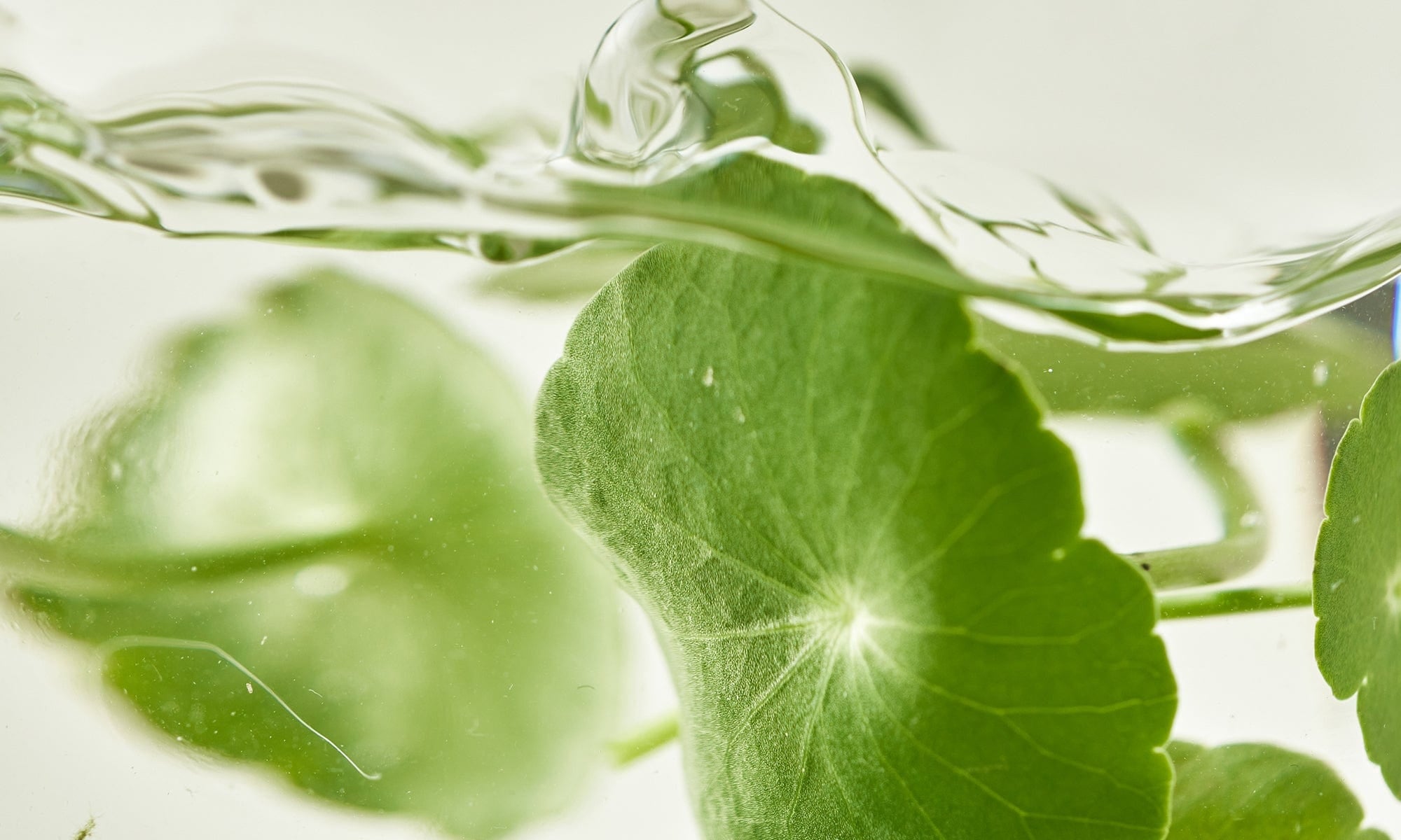 a close up of leaves in water