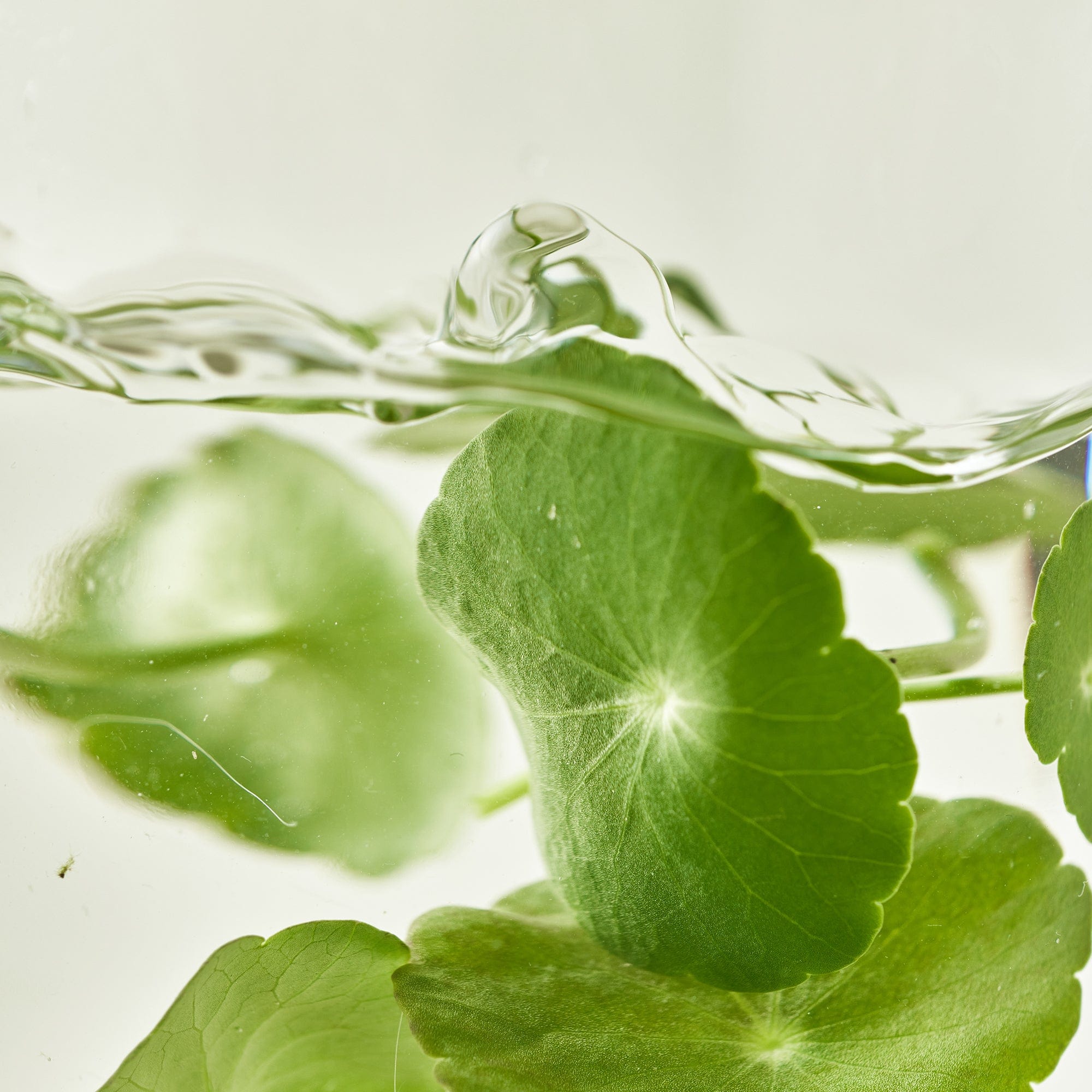 a close up of leaves in water