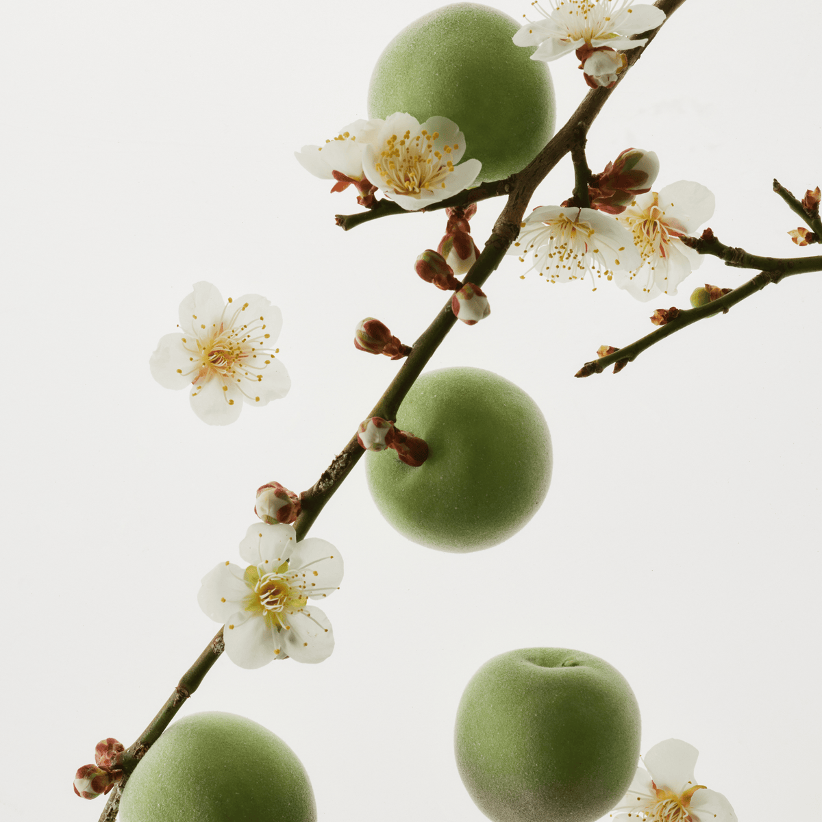 a branch with green fruits and white flowers